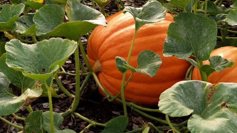 Cuándo cosechar calabazas en la región de Moscú y cómo hacerlo correctamente: características del cultivo y la cosecha.