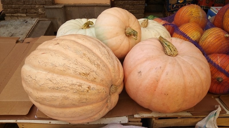 Cuándo cosechar calabazas en la región de Moscú y cómo hacerlo correctamente: características del cultivo y la cosecha.