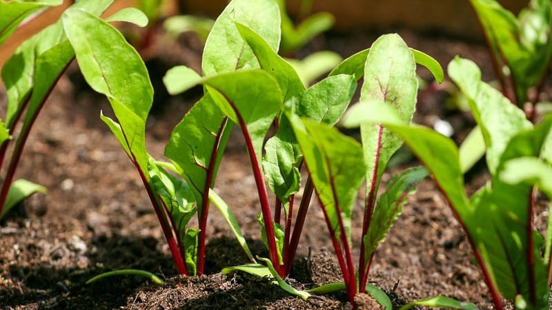 La remolacha crece mal: cómo alimentarla: determine la falta de microelementos y seleccione la mejor composición de fertilizante