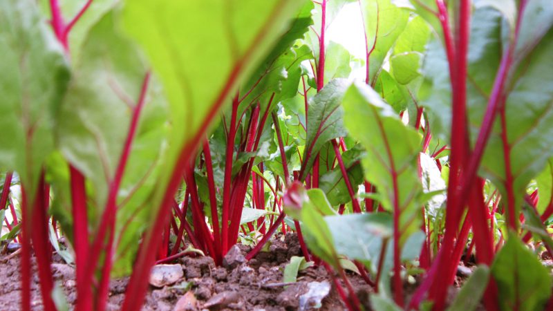 Beetroot grows poorly - how to feed it: determine the lack of microelements and select the best fertilizer composition