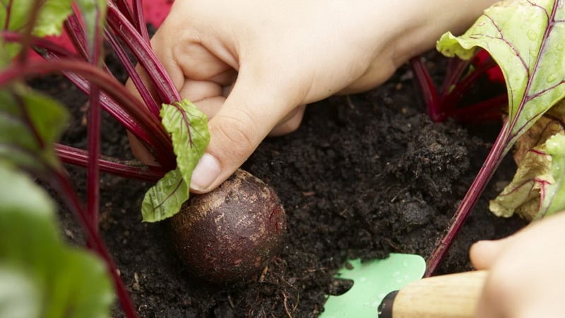 La remolacha crece mal: cómo alimentarla: determine la falta de microelementos y seleccione la mejor composición de fertilizante