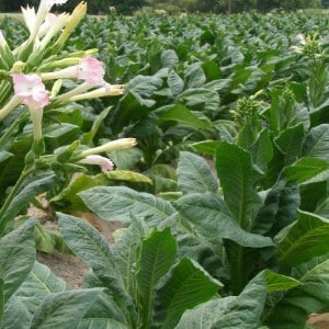 Fragrant and tasty Havana tobacco for lovers of Cuban cigars