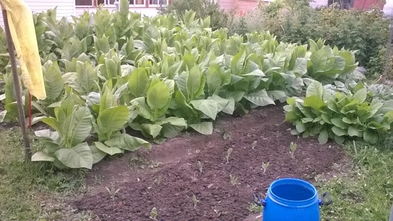 The most popular Virginia tobacco variety for growing on site and at home