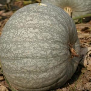 Isang malusog at masarap na iba't mula sa mga breeder ng Kuban - Medicinal pumpkin: pagsusuri ng iba't at mga tagubilin para sa paglaki