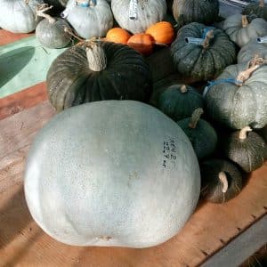 Una variedad sana y sabrosa de los criadores de Kuban - Calabaza medicinal: revisión de la variedad e instrucciones de cultivo.