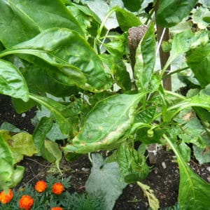 Les fulles de pebrot cauen: què fer per salvar les plantacions i evitar problemes