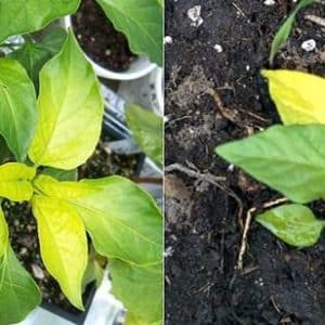 Pepper leaves are falling: what to do to save your plantings and prevent problems