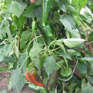 Pepper leaves are falling: what to do to save your plantings and prevent problems