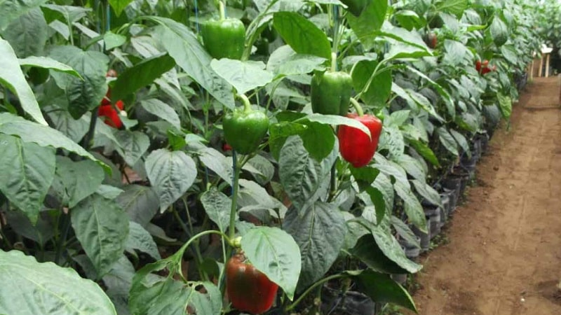 Pflege und Anbau von Paprika im Gewächshaus: Schritt-für-Schritt-Anleitung für Anfänger im Gärtnern