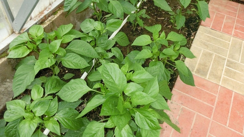 Cuidando e cultivando pimentas em estufa: instruções passo a passo para jardineiros iniciantes