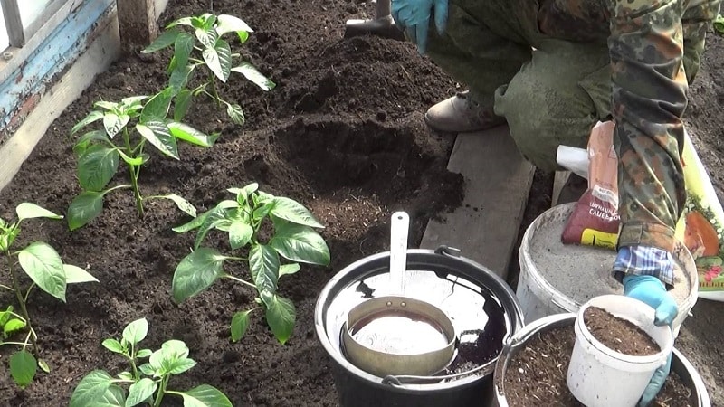 Pag-aalaga at paglaki ng mga sili sa isang greenhouse: sunud-sunod na mga tagubilin para sa mga nagsisimula sa mga hardinero