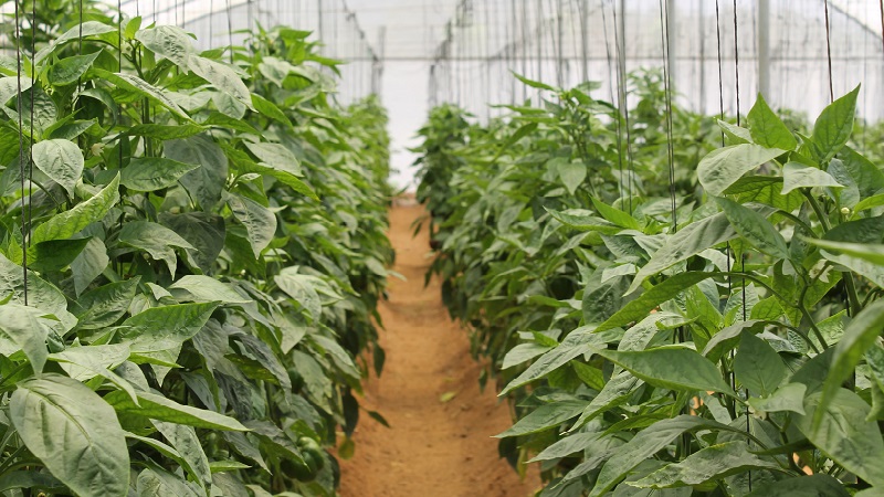 Pflege und Anbau von Paprika im Gewächshaus: Schritt-für-Schritt-Anleitung für Anfänger im Gärtnern