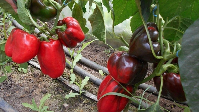 Cuidar y cultivar pimientos en un invernadero: instrucciones paso a paso para jardineros principiantes