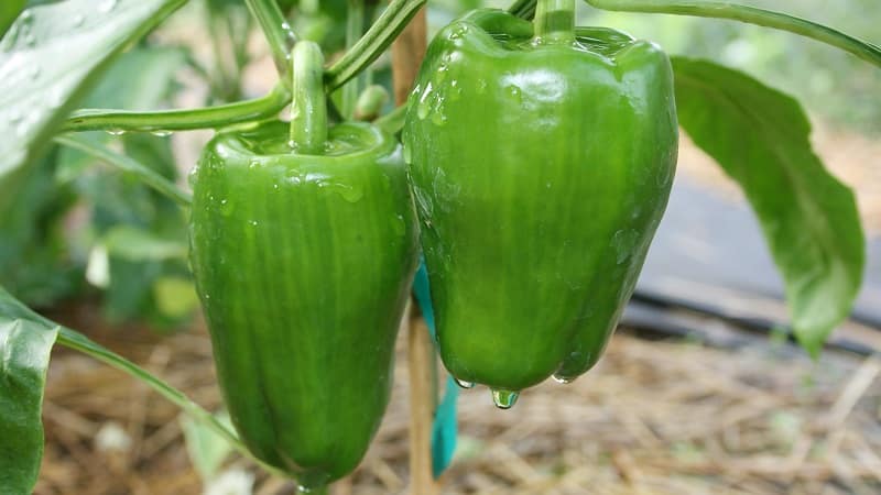 Caring for and growing peppers in a greenhouse: step-by-step instructions for beginning gardeners