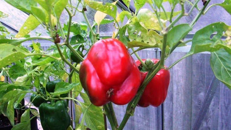 Paprika's verzorgen en kweken in een kas: stapsgewijze instructies voor beginnende tuinders