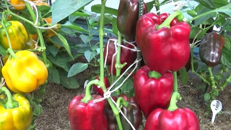 Ta vare på og dyrke paprika i et drivhus: trinnvise instruksjoner for begynnende gartnere