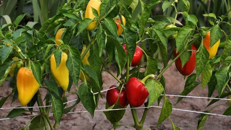 Paprika's verzorgen en kweken in een kas: stapsgewijze instructies voor beginnende tuinders