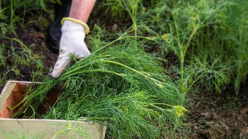 Dilles aug slikti - ar ko barot labu ražu un kā to darīt pareizi