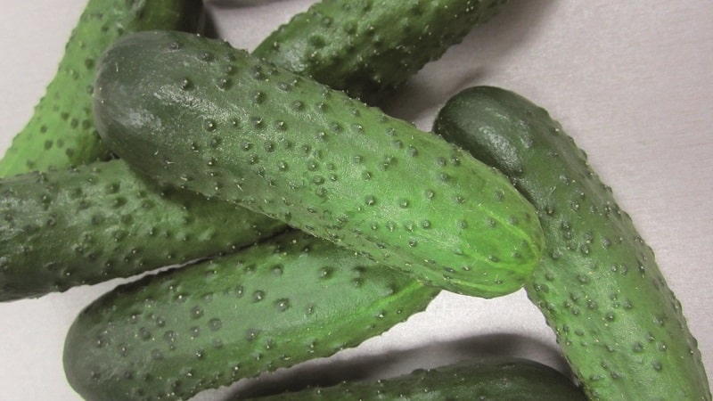 Magbunga ng hybrid ng Mirabella cucumber para sa mga greenhouse at open ground