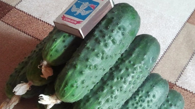 Magbunga ng hybrid ng Mirabella cucumber para sa mga greenhouse at open ground