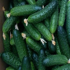 Magbunga ng hybrid ng Mirabella cucumber para sa mga greenhouse at open ground