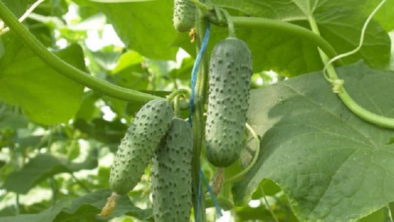 Magbunga ng hybrid ng Mirabella cucumber para sa mga greenhouse at open ground