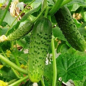 Magbunga ng hybrid ng Mirabella cucumber para sa mga greenhouse at open ground