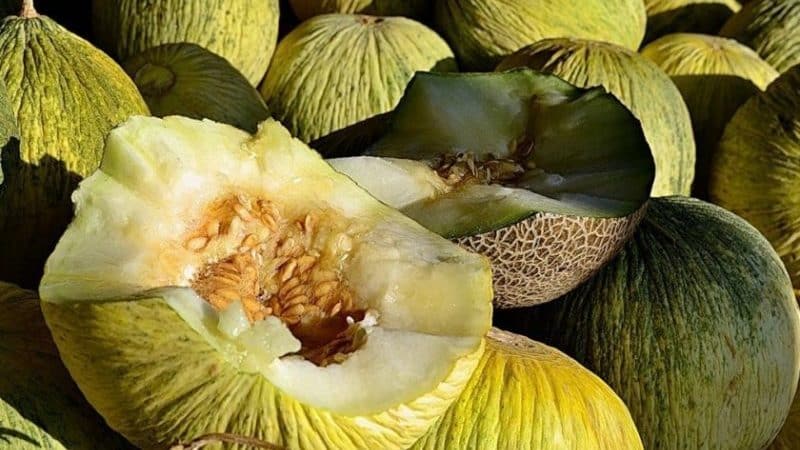 Uzbeku rudens melone Babuška