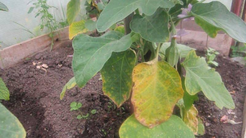 ¿Qué hacer si las hojas de berenjena se vuelven amarillas en un invernadero?