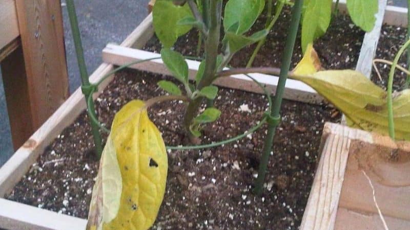 Que faire si les feuilles d'aubergines jaunissent dans une serre