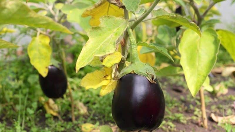 Hva skal jeg gjøre hvis aubergineblader blir gule i et drivhus