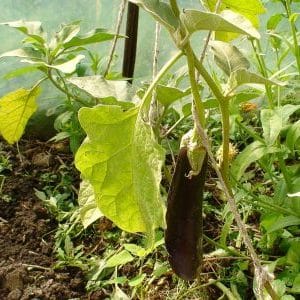 ¿Qué hacer si las hojas de berenjena se vuelven amarillas en un invernadero?