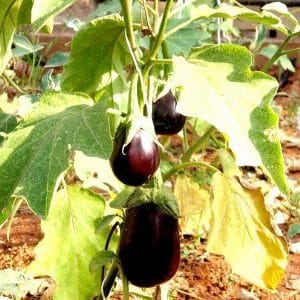 What to do if eggplant leaves turn yellow in a greenhouse