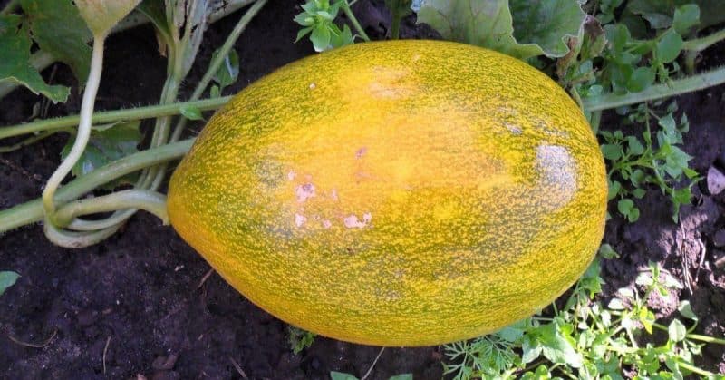 Pests and diseases of melons: what they are and how to deal with them