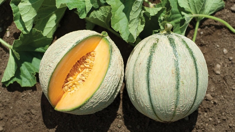 Pests and diseases of melons: what they are and how to deal with them