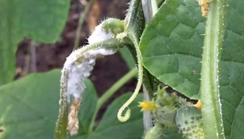 A variedade de pepino Vyaznikovskie é incomparável, fresca e boa para os preparativos de inverno