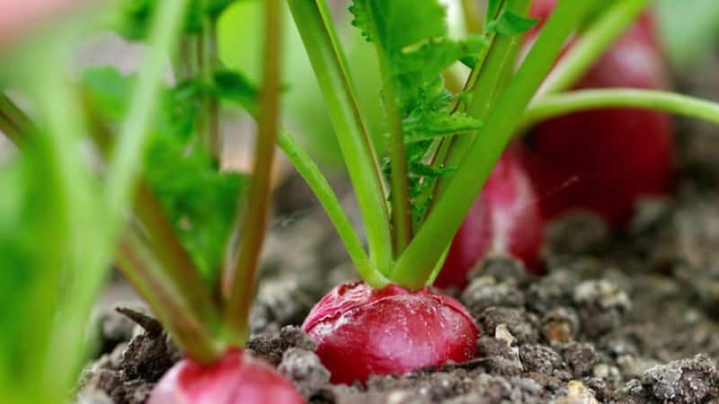 Escolhendo o melhor fertilizante para rabanetes e aplicando-o corretamente