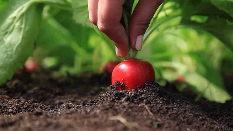 Choosing the best fertilizer for radishes and applying the fertilizer correctly