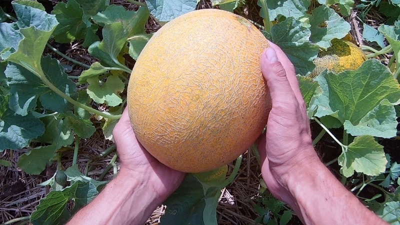 Istruzioni per coltivare il melone in Siberia in piena terra per giardinieri principianti