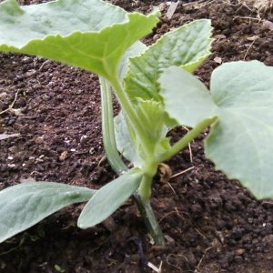 Instructions for growing melon in Siberia in open ground for beginner gardeners