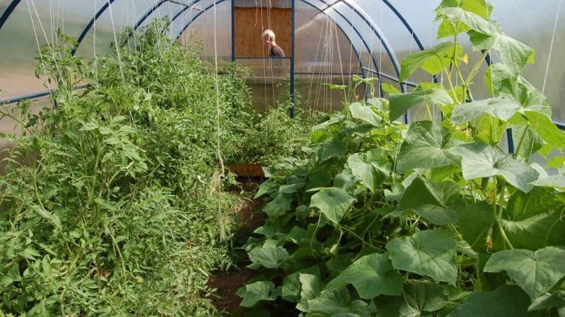 É possível cultivar pepinos e tomates juntos em uma estufa de policarbonato?