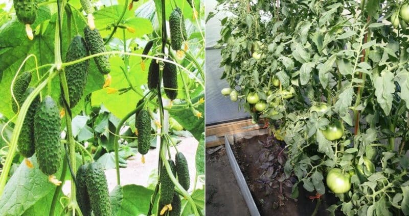 Is it possible to grow cucumbers and tomatoes together in one polycarbonate greenhouse?