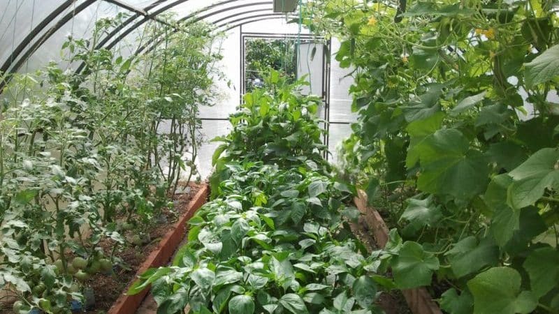 ¿Es posible cultivar pepinos y tomates juntos en un invernadero de policarbonato?