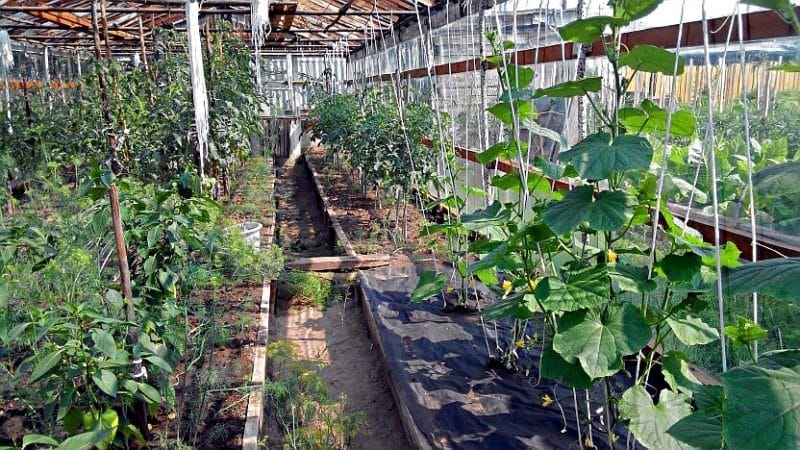 Is it possible to grow cucumbers and tomatoes together in one polycarbonate greenhouse?