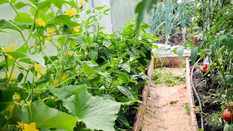 Posible bang magtanim ng mga pipino at kamatis nang magkasama sa isang polycarbonate greenhouse?