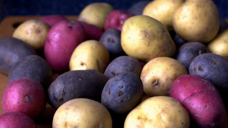 Le patate provocano gas e perché fanno gonfiare lo stomaco?