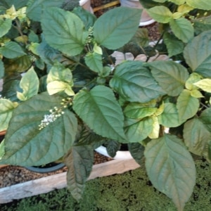 Pepper leaves turn yellow in a greenhouse: what to do to quickly and effectively solve the problem