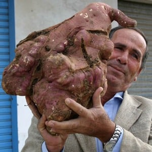 Who grew the largest potato in the world and what it looks like