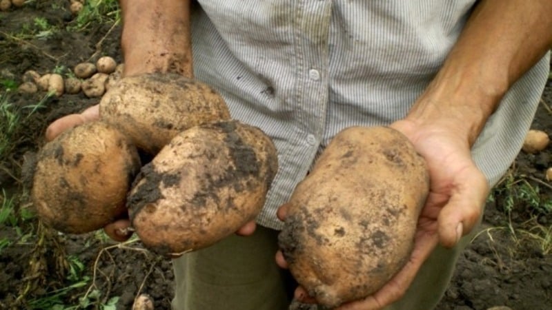 Sino ang nagtanim ng pinakamalaking patatas sa mundo at kung ano ang hitsura nito