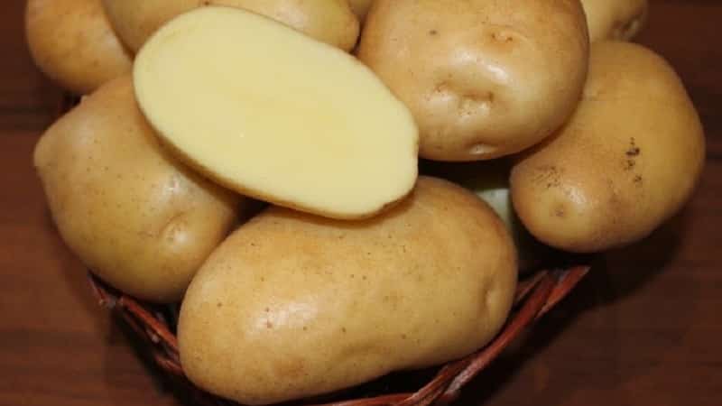 Sino ang nagtanim ng pinakamalaking patatas sa mundo at kung ano ang hitsura nito